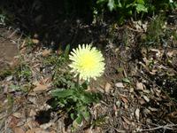 Italien, Argentario, Wanderung, Pippau