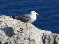 Italien, Capri