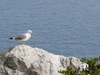 Italien, Capri