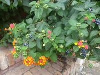 Italien, Cilento, 