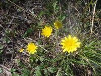 Italien, Cilento, Pippau