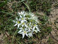 Italien, Cilento, Wanderung Monte Stella, Milchsterne