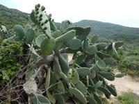 Italien, Giglio, Weg nach Campese