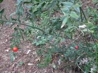 Italien, Magliano Nuovo, Calore Schlucht, Mäusedorn