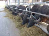 Italien, Paestum, Wasserbüffelfarm Vannulo
