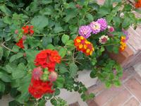 Italien, Sardinien, Porto Cervo, Wandelröschen