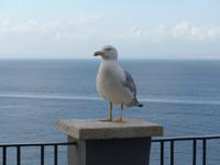 Italien, Sorrent