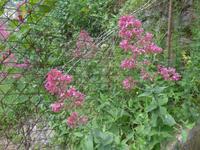 Italien, Spornblume