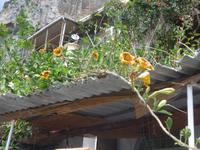 Italien, Stechapfel