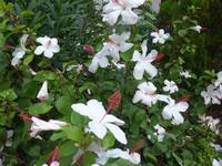 Italien, Vulkane, Salina, Hibiscus