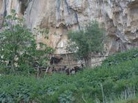 Italien, Wanderung Götterpfad, Ziegen
