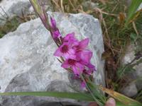 Italien, Wanderung Sorrentinische Halbinsel, Gladiole
