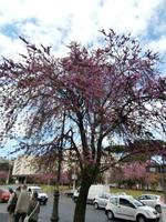 Judas Baum
