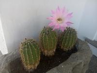 Kaktusblume