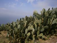 Kaktusfeigenbaum auf Lipari