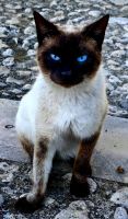 Kater Cappuccino in der Villa Giulia