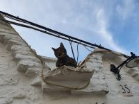 Katzen in Alberobello