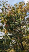 Khaki Früchte direkt vom Baum