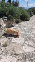 Klosterkater kam auch noch....