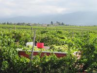 Kochkurs in Frassine - Weinlese