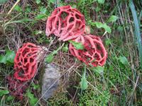 Korallenpilz