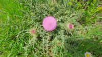 Kratzdistel
