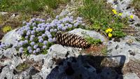 Kugelblume - Wegerichgewächse