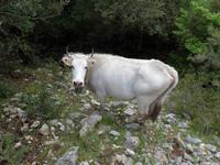 Kuh am Pilgerweg