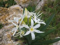 Lilien am Lilienkap