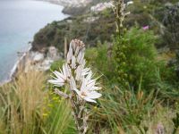 Lipari