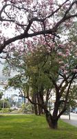 Locarno in der Schweiz