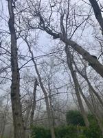 MYSTISCHER WALD