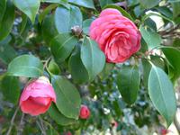 Magnolie