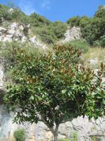 Magnolienbaum