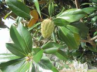 Magnolienbaum