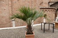 Mantua Detail