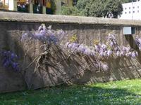 Mauer des Nichtkatholischen Friedhofes bei der Cestio-Pyramide