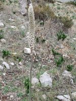Meerzwiebelblüte