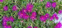 Mittagsblumen