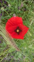 Mohn, Gravina Schlucht