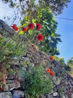 Mohn