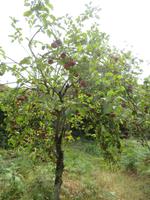 Monte Epomeo_3
