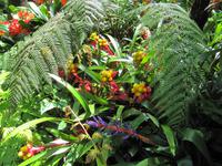 Mortella Garten