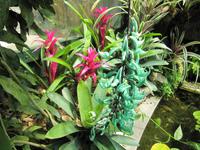 Mortella Garten