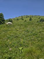 Murmeltierpfad am Passo Tonale