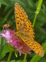 Natur am Passo Tonale
