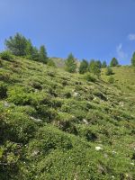 Natur auf der Valbiola Alm