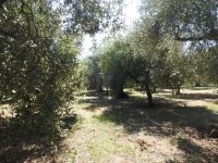 Olivenplantage