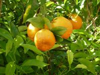 Orangen