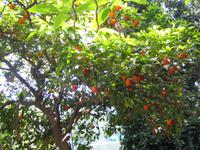 Orangenbaum
